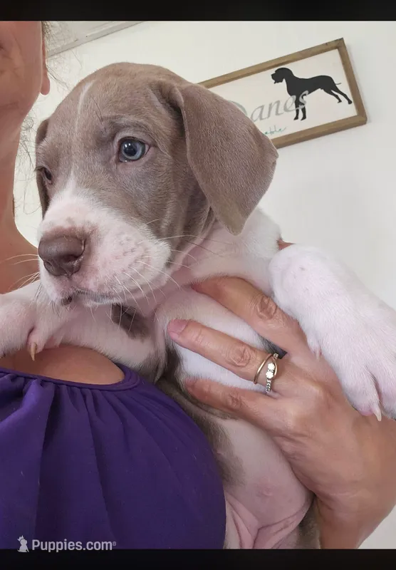 LILAC MANTLE GIRL – Great Dane puppy for sale in Vale, NC