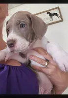 LILAC MANTLE GIRL, a female Great Dane for sale in Vale, NC – 1 of 4