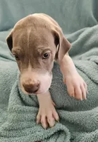 LILAC MANTLE GIRL, a female Great Dane for sale in Vale, NC – 4 of 4
