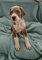 LILAC MANTLE GIRL, a female Great Dane for sale in Vale, NC – 2 of 4