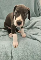BLACK MANTLE Girl, a female Great Dane for sale in Vale, NC – 3 of 4