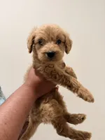 Marshmallow , a male Goldendoodle for sale in Calimesa, CA – 2 of 2