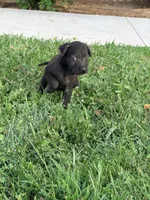 Simone, a female Chinese Shar-Pei and Poodle - Standard  for sale in Calimesa, CA – 1 of 4