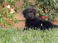 Pitch, a male Chinese Shar-Pei and Poodle - Standard  for sale in Calimesa, CA – 3 of 3