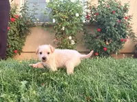Chip, a male Chinese Shar-Pei and Poodle - Standard  for sale in Calimesa, CA – 3 of 3