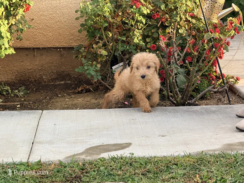 Marshmallow  – Goldendoodle puppy for sale in Calimesa, CA