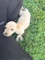 Spike, a male Chinese Shar-Pei and Poodle - Standard  for sale in Calimesa, CA – 1 of 3