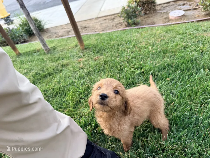 Maple – Goldendoodle puppy for sale in Calimesa, CA