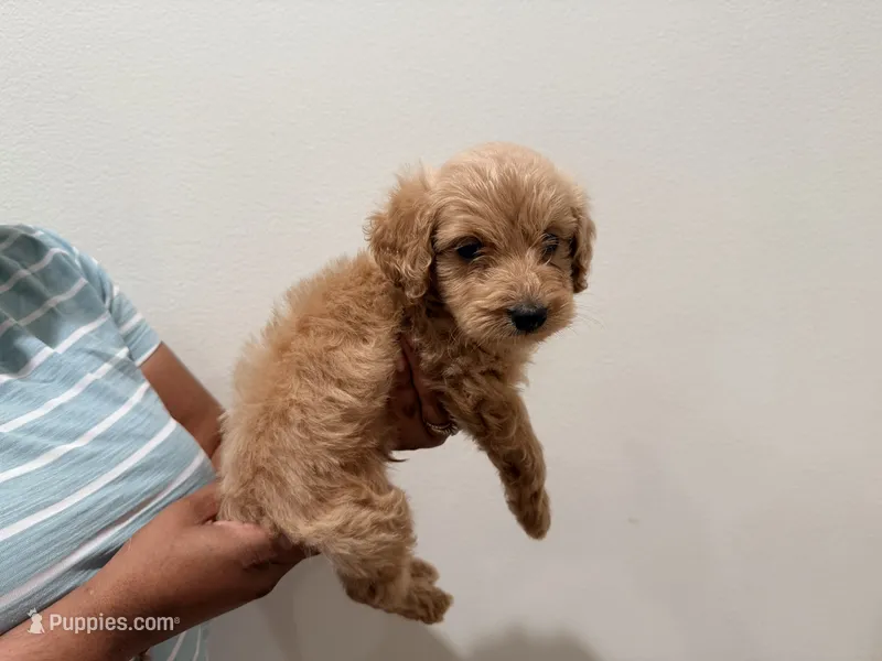 Marshmallow  – Goldendoodle puppy for sale in Calimesa, CA