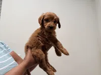 Maple, a female Goldendoodle for sale in Calimesa, CA – 2 of 2