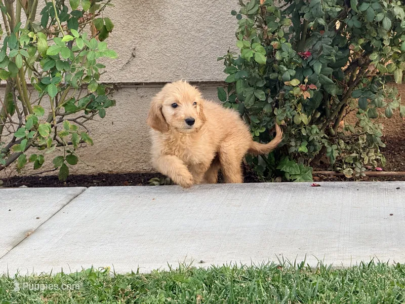 Snickerdoodle  – Goldendoodle puppy for sale in Calimesa, CA