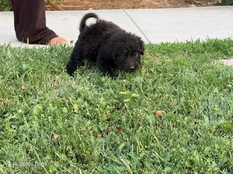 Scout – Chinese Shar-Pei, Poodle - Standard  puppy for sale in Calimesa, CA