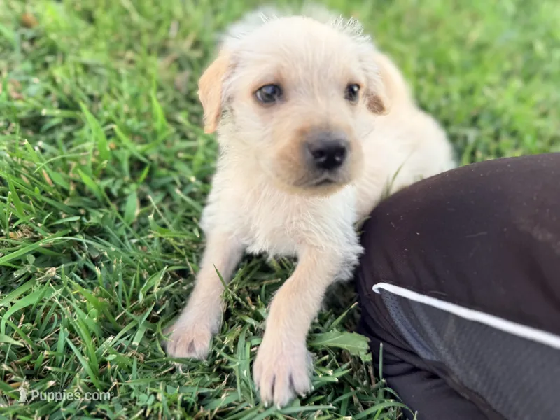 Ace – Chinese Shar-Pei, Poodle - Standard  puppy for sale in Calimesa, CA