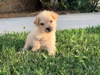 Birdy, a female Chinese Shar-Pei and Poodle - Standard  for sale in Calimesa, CA – 2 of 3