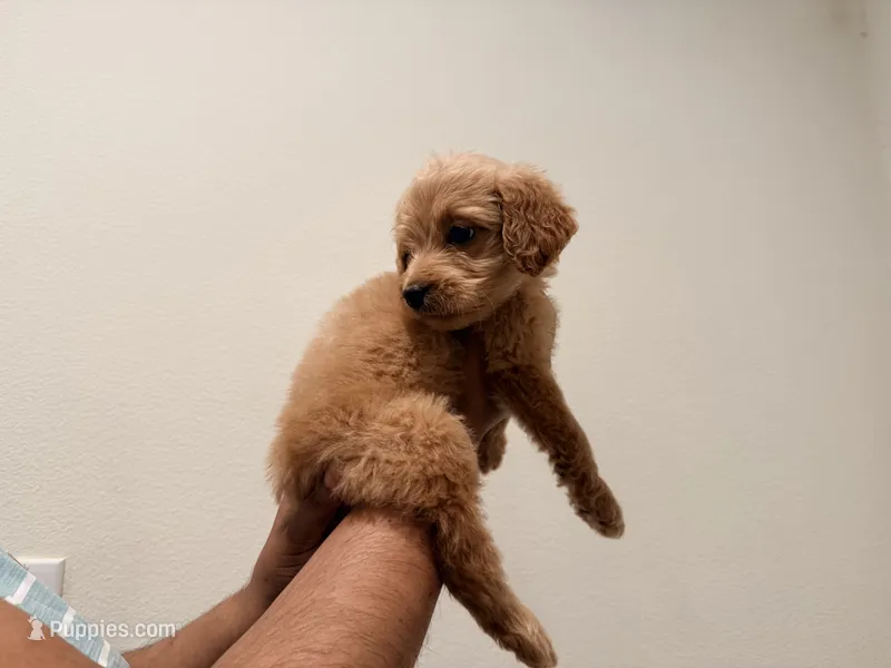 Brulee – Goldendoodle puppy for sale in Calimesa, CA