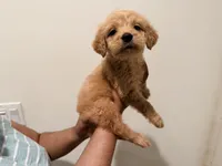 Brulee, a female Goldendoodle for sale in Calimesa, CA – 2 of 2