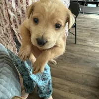 Winter, a female Chinese Shar-Pei and Poodle - Standard  for sale in Calimesa, CA – 1 of 1