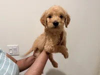 Snickerdoodle , a female Goldendoodle for sale in Calimesa, CA – 2 of 2