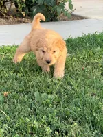 Love, a female Chinese Shar-Pei and Poodle - Standard  for sale in Calimesa, CA – 2 of 2