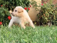 Chip, a male Chinese Shar-Pei and Poodle - Standard  for sale in Calimesa, CA – 2 of 3