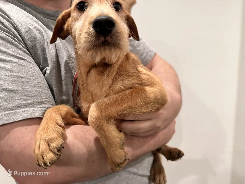 Winter – Chinese Shar-Pei, Poodle - Standard  puppy for sale in Calimesa, CA