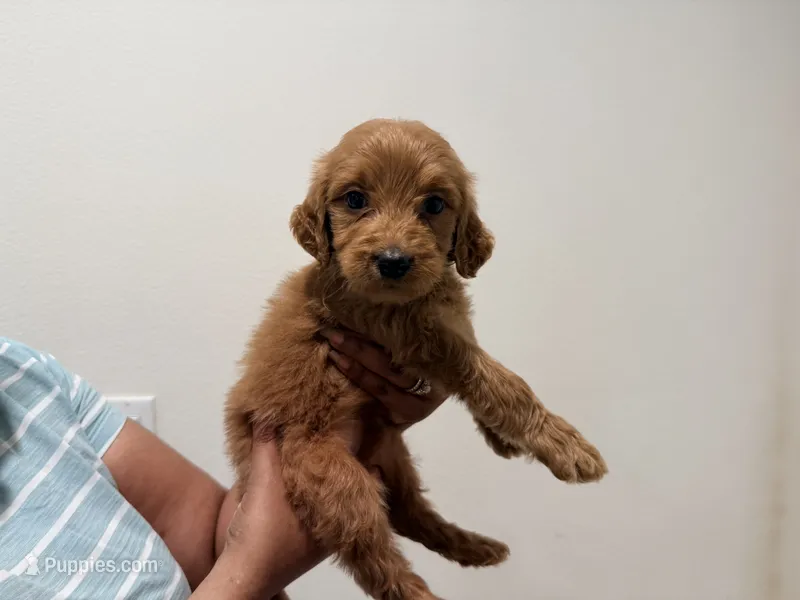Maple – Goldendoodle puppy for sale in Calimesa, CA