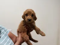 Maple, a female Goldendoodle for sale in Calimesa, CA – 1 of 2