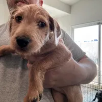 Zero, a male Chinese Shar-Pei and Poodle - Standard  for sale in Calimesa, CA – 1 of 1