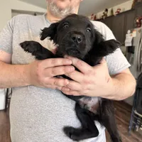 Jet, a male Chinese Shar-Pei and Poodle - Standard  for sale in Calimesa, CA – 1 of 1