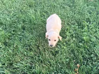 Spike, a male Chinese Shar-Pei and Poodle - Standard  for sale in Calimesa, CA – 2 of 3
