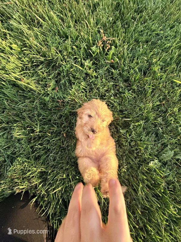 Love – Chinese Shar-Pei, Poodle - Standard  puppy for sale in Calimesa, CA