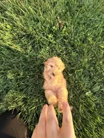 Love, a female Chinese Shar-Pei and Poodle - Standard  for sale in Calimesa, CA – 1 of 2