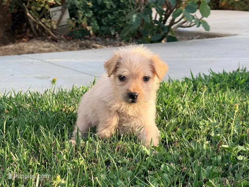 Birdy – Chinese Shar-Pei, Poodle - Standard  puppy for sale in Calimesa, CA
