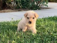 Birdy, a female Chinese Shar-Pei and Poodle - Standard  for sale in Calimesa, CA – 1 of 3