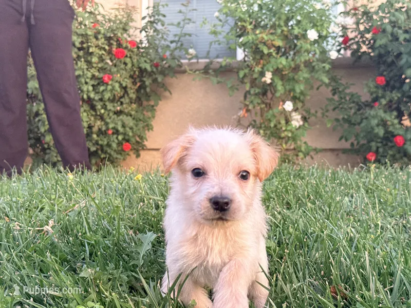 Chip – Chinese Shar-Pei, Poodle - Standard  puppy for sale in Calimesa, CA