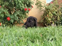 Simone, a female Chinese Shar-Pei and Poodle - Standard  for sale in Calimesa, CA – 3 of 4
