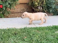 Spike, a male Chinese Shar-Pei and Poodle - Standard  for sale in Calimesa, CA – 3 of 3