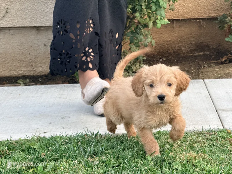 Brulee – Goldendoodle puppy for sale in Calimesa, CA