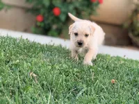 Ace, a male Chinese Shar-Pei and Poodle - Standard  for sale in Calimesa, CA – 2 of 2