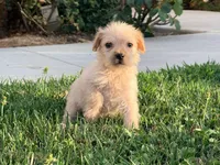 Birdy, a female Chinese Shar-Pei and Poodle - Standard  for sale in Calimesa, CA – 3 of 3