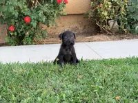 Simone, a female Chinese Shar-Pei and Poodle - Standard  for sale in Calimesa, CA – 4 of 4