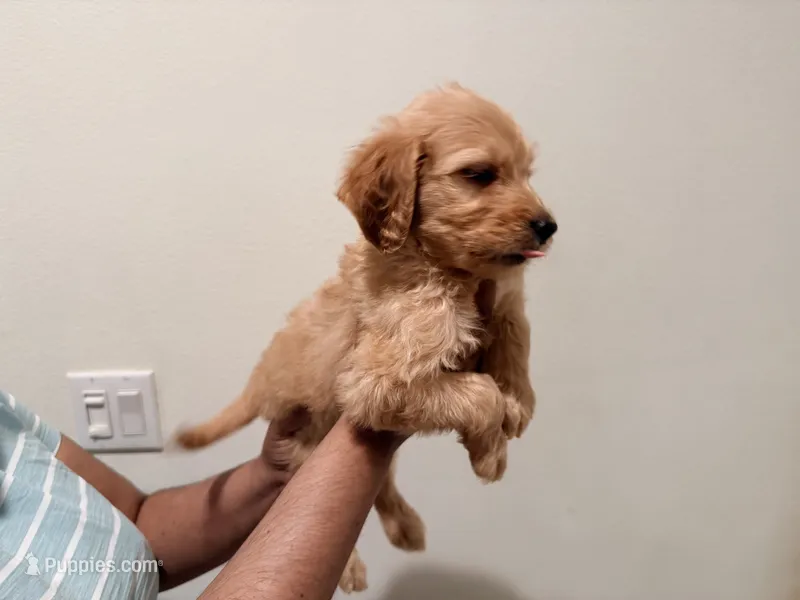Snickerdoodle  – Goldendoodle puppy for sale in Calimesa, CA