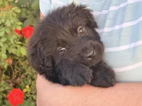 Pitch, a male Chinese Shar-Pei and Poodle - Standard  for sale in Calimesa, CA – 1 of 3