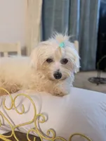 Citrus , a male Coton de Tulear for sale in Anna, IL – 5 of 7