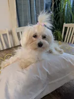 Benny, a male Coton de Tulear for sale in Anna, IL – 4 of 7