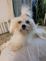 Benny, a male Coton de Tulear for sale in Anna, IL – 5 of 7