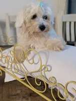 Benny, a male Coton de Tulear for sale in Anna, IL – 7 of 7