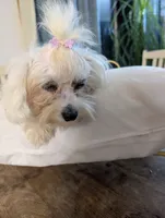 Benny, a male Coton de Tulear for sale in Anna, IL – 2 of 7