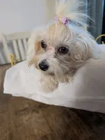 Benny, a male Coton de Tulear for sale in Anna, IL – 6 of 7