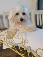 Citrus , a male Coton de Tulear for sale in Anna, IL – 6 of 7